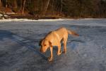 Piper-Photo Dog 30-28-00113