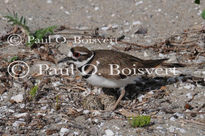 Farm-Animals 30-16-00726