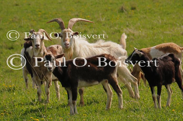 Farm-Spring 30-30-00832