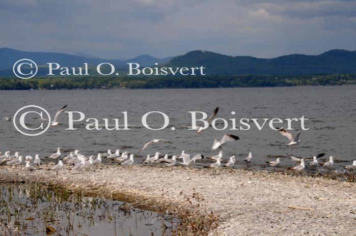 Farm-Animals 30-16-00729