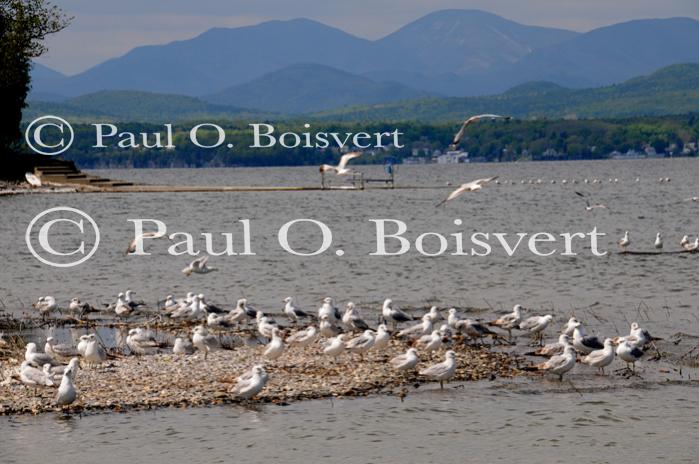 Farm-Animals 30-16-00730