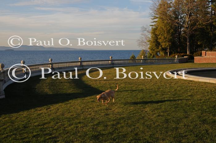 Piper-Photo Dog 30-28-00147