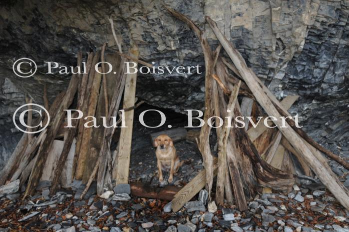 Piper-Photo Dog 30-28-00156