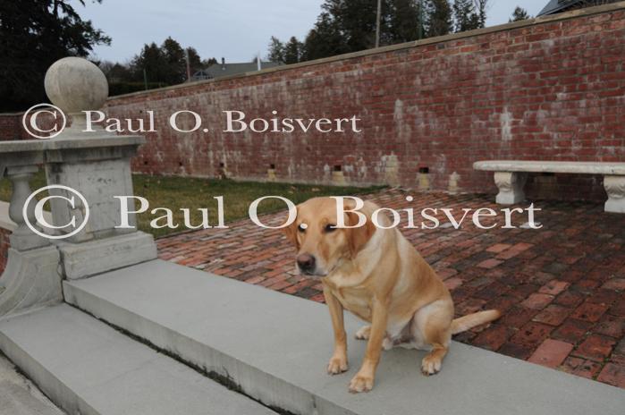 Piper-Photo Dog 30-28-00160