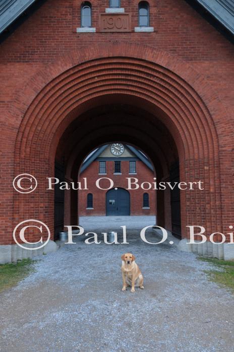 Piper-Photo Dog 30-28-00161