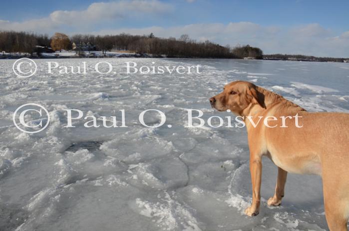 Piper-Photo Dog 30-28-00174