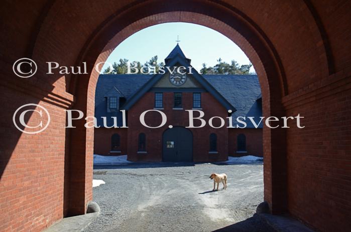 Piper-Photo Dog 30-28-00176