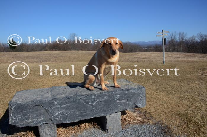 Piper-Photo Dog 30-28-00180