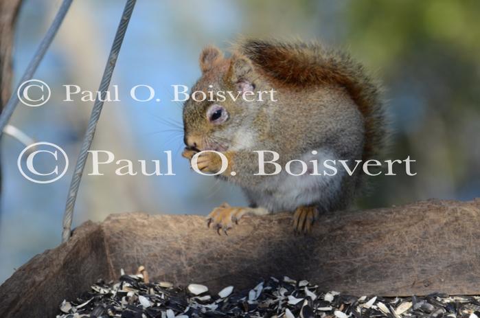 Scenery-Spring 70-10-05218