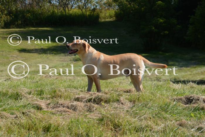 Piper-Photo Dog 30-28-00182