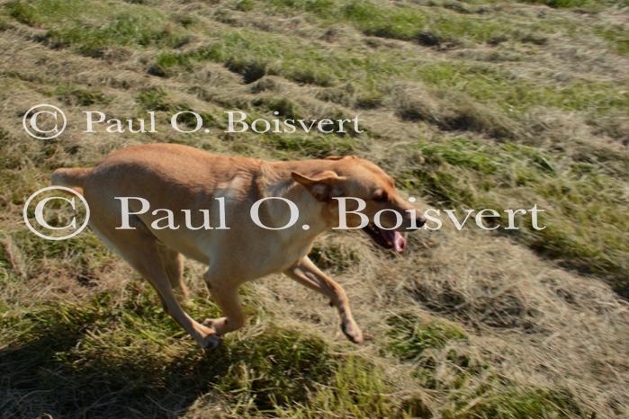 Piper-Photo Dog 30-28-00184