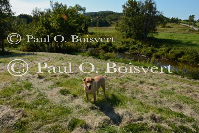 Piper-Photo Dog 30-28-00185