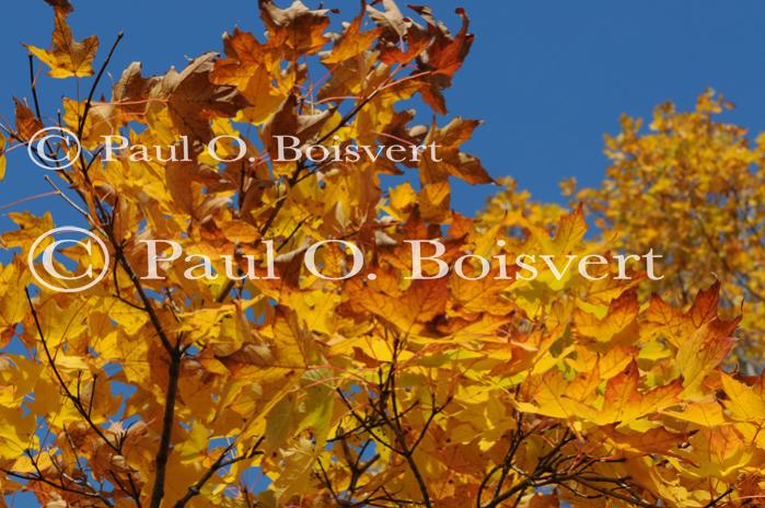 Scenery-Fall 70-05-14661