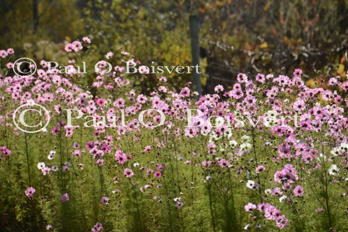 Scenery-Fall 70-05-14708