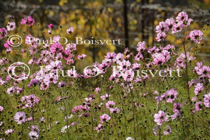 Scenery-Fall 70-05-14709