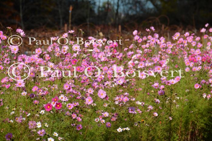 Scenery-Fall 70-05-14710