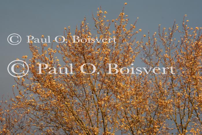 Scenery-Fall 70-05-14711