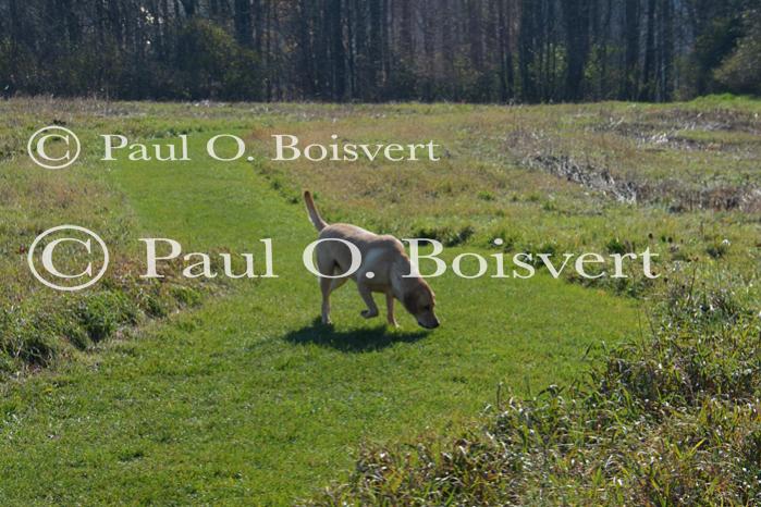 Piper-Photo Dog 30-28-00187