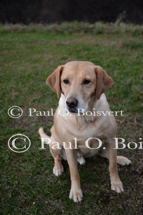 Piper-Photo Dog 30-28-00197