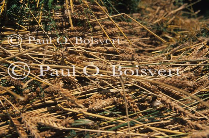 Farm-Shelburne Farms 30-25-01642