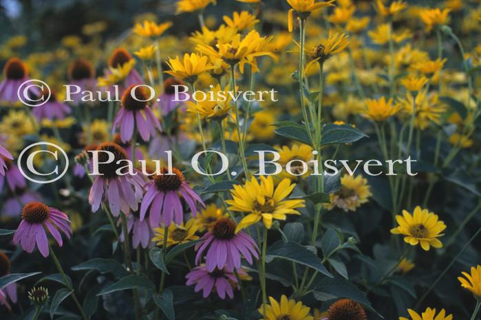 Farm-Shelburne Farms 30-25-01546