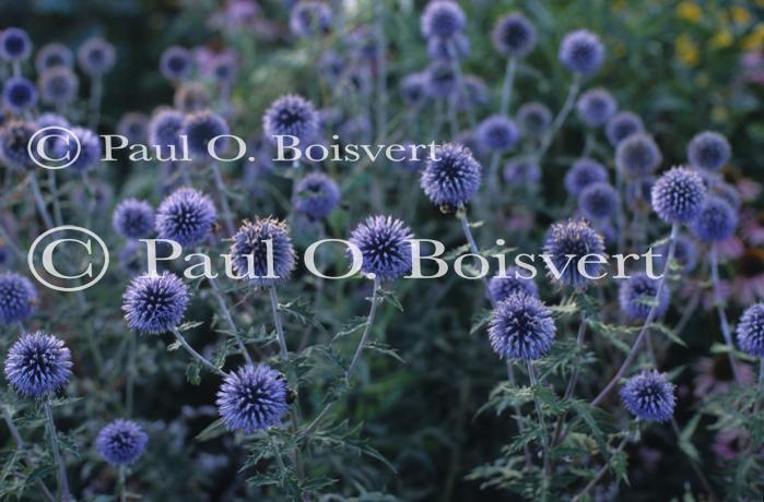 Farm-Shelburne Farms 30-25-01538