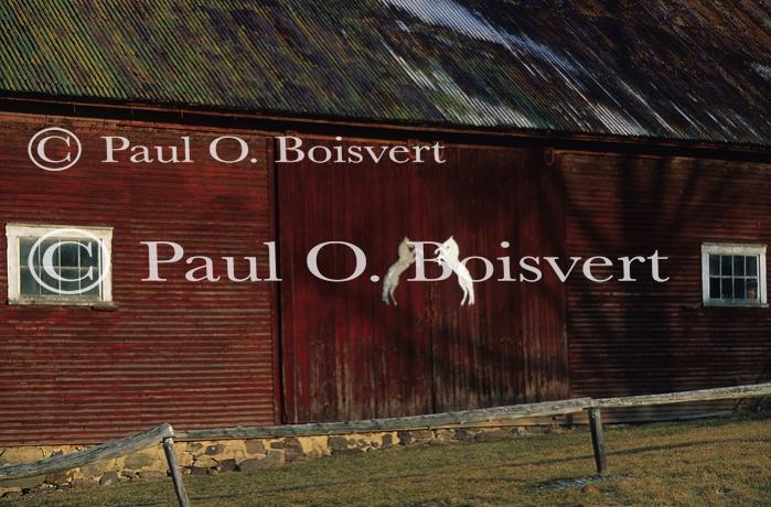 Charlotte 81-50-00117