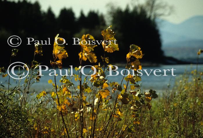 Charlotte 81-50-00136