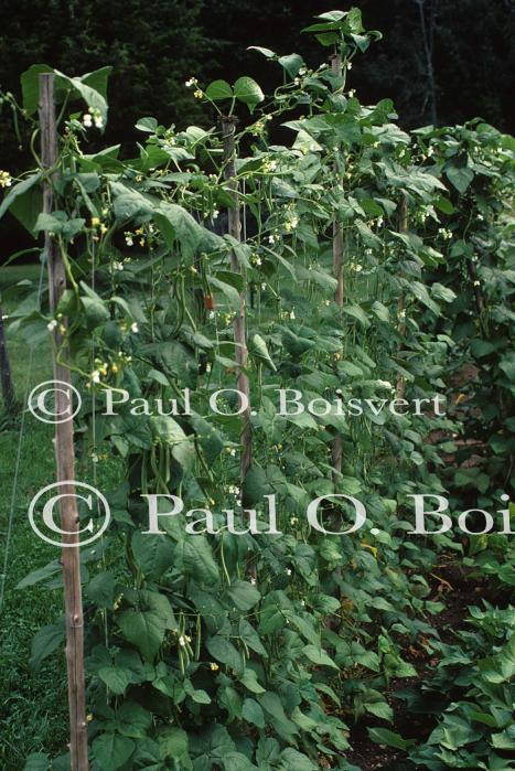 Farm-Garden 30-15-00146