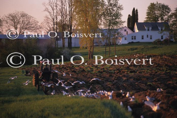 Farm-Spring 30-30-00662