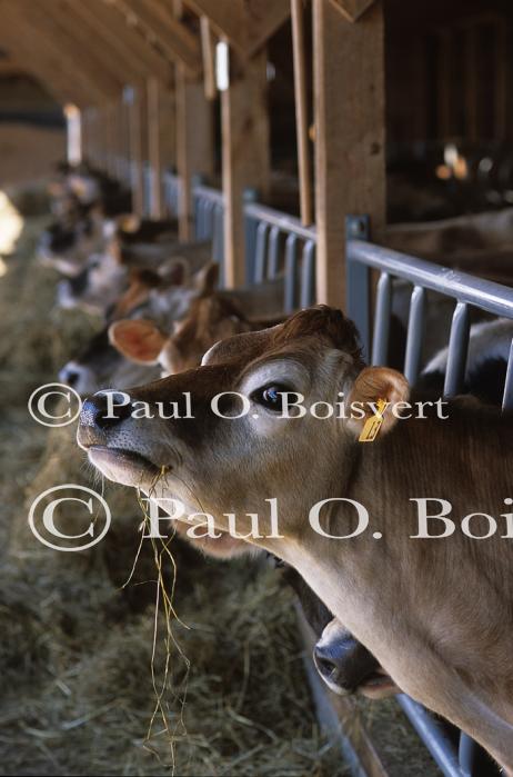 Farm-Spring 30-30-00720