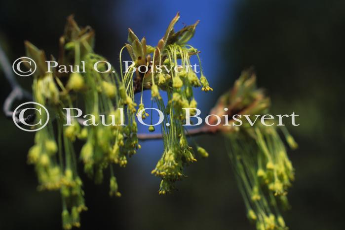 Scenery-Nature 70-08-00509