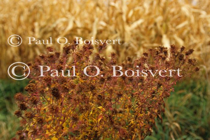 Scenery-Nature 70-08-00875