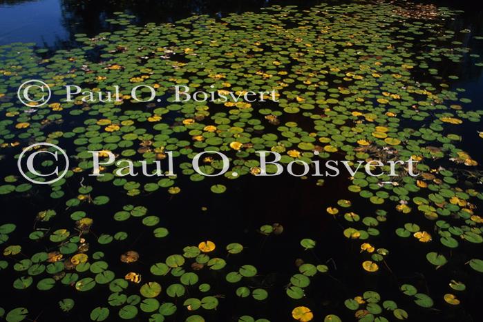 Scenery-Nature 70-08-00966