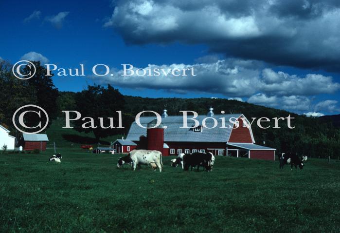 Farm-Summer 30-35-00035