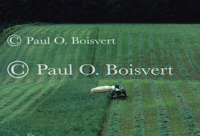 Farm-Summer 30-35-00084