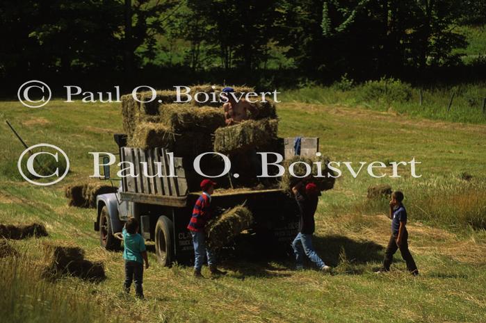 Farm-Summer 30-35-00272