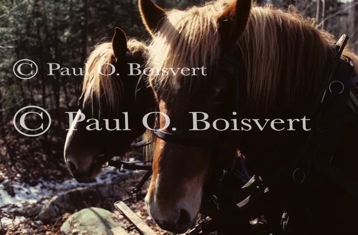 Maple Sugaring 30-20-00198