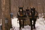 Maple Sugaring 30-20-01066