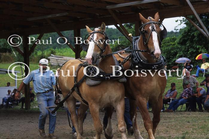 Fairs-Festivals 27-02-00174