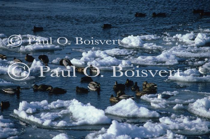 Farm-Animals 30-16-00101