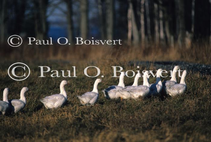 Farm-Animals 30-16-00126