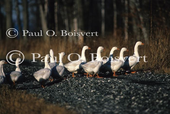 Farm-Animals 30-16-00127