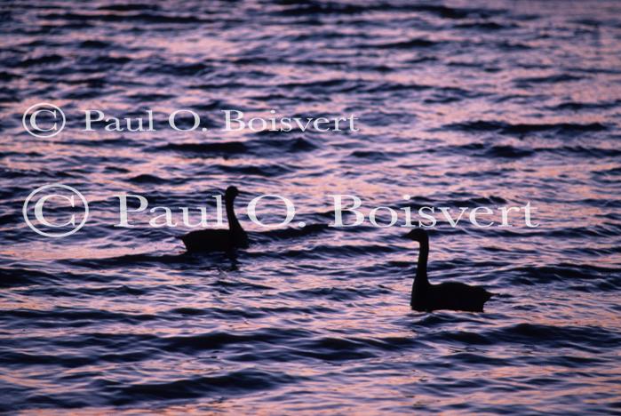 Farm-Animals 30-16-00152