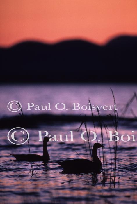 Farm-Animals 30-16-00162