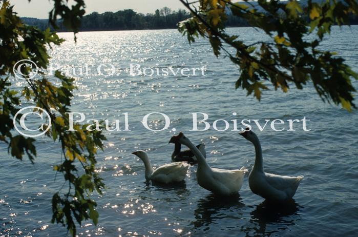 Farm-Animals 30-16-00185