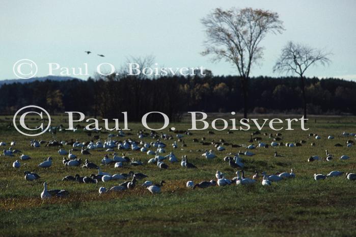 Farm-Animals 30-16-00187