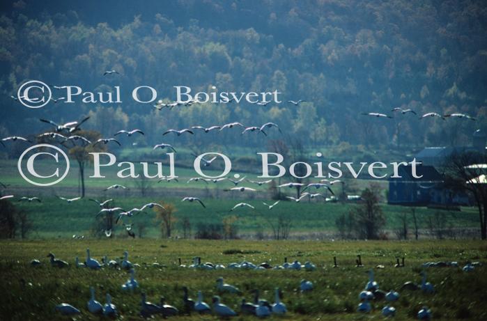 Farm-Animals 30-16-00200