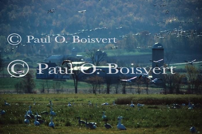 Farm-Animals 30-16-00208