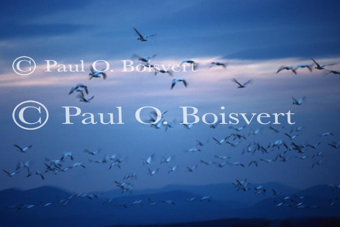 Farm-Animals 30-16-00212